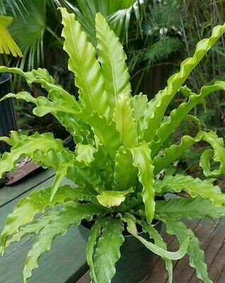 Birds Nest Fern Birds Nest Fern