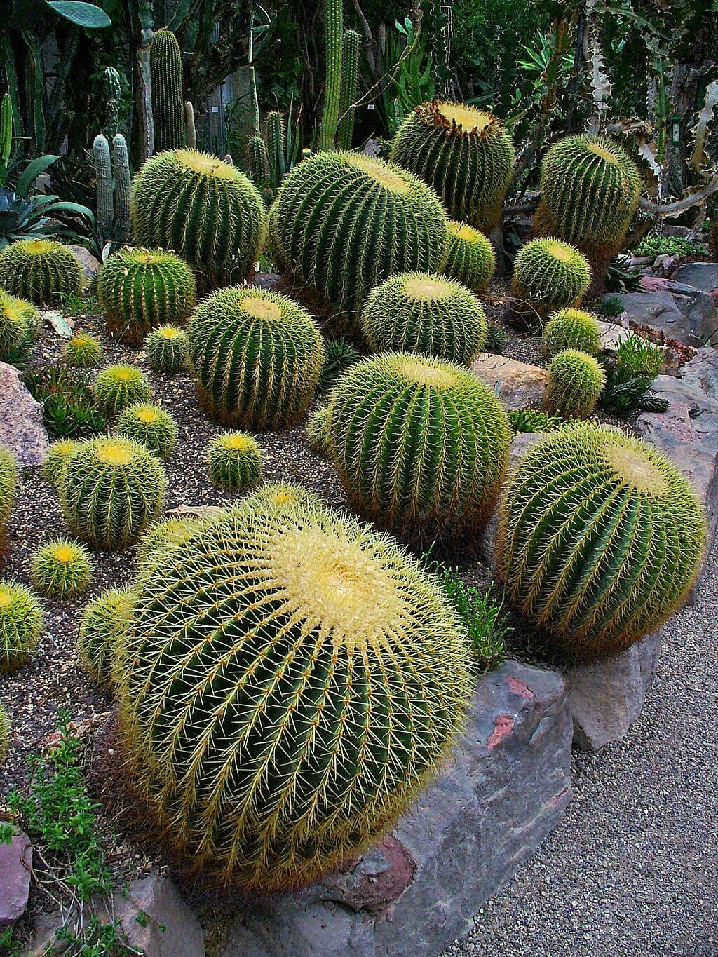 Barrel Cactus Barrel Cactus