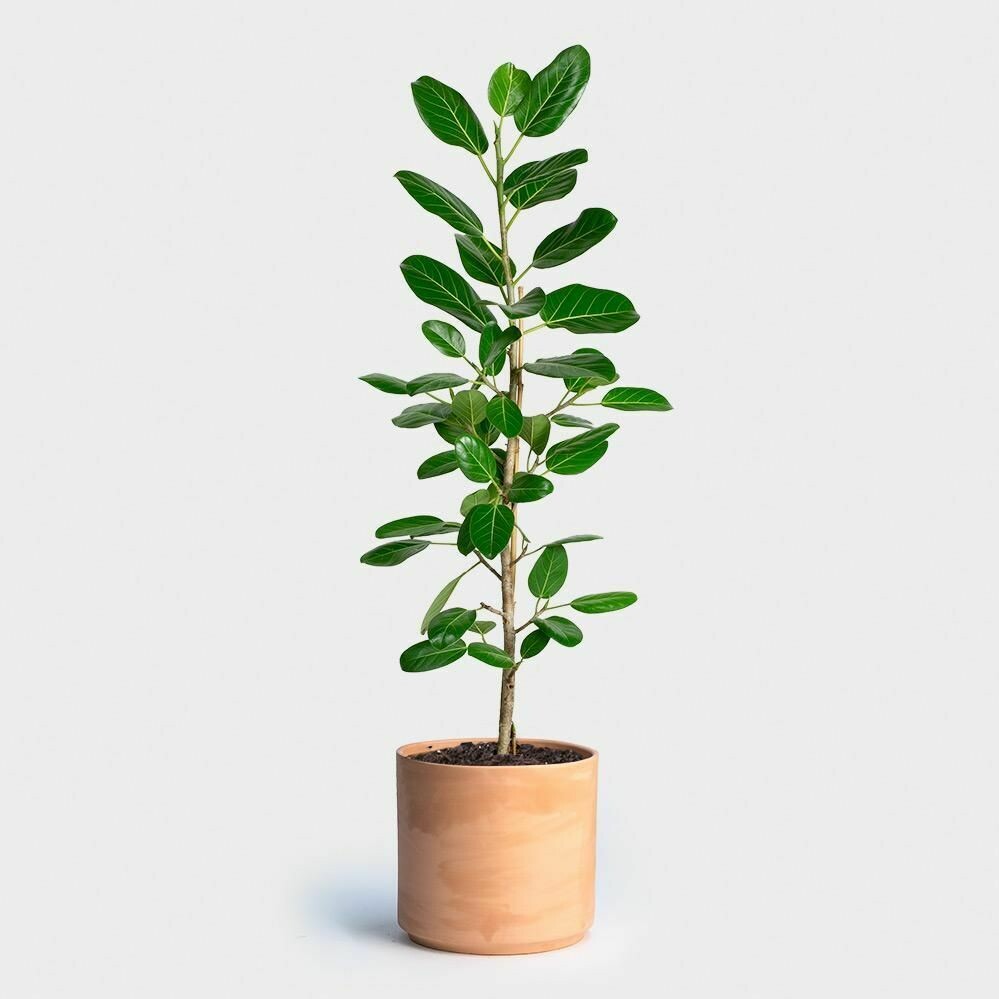 Ficus Audrey Ficus Audrey