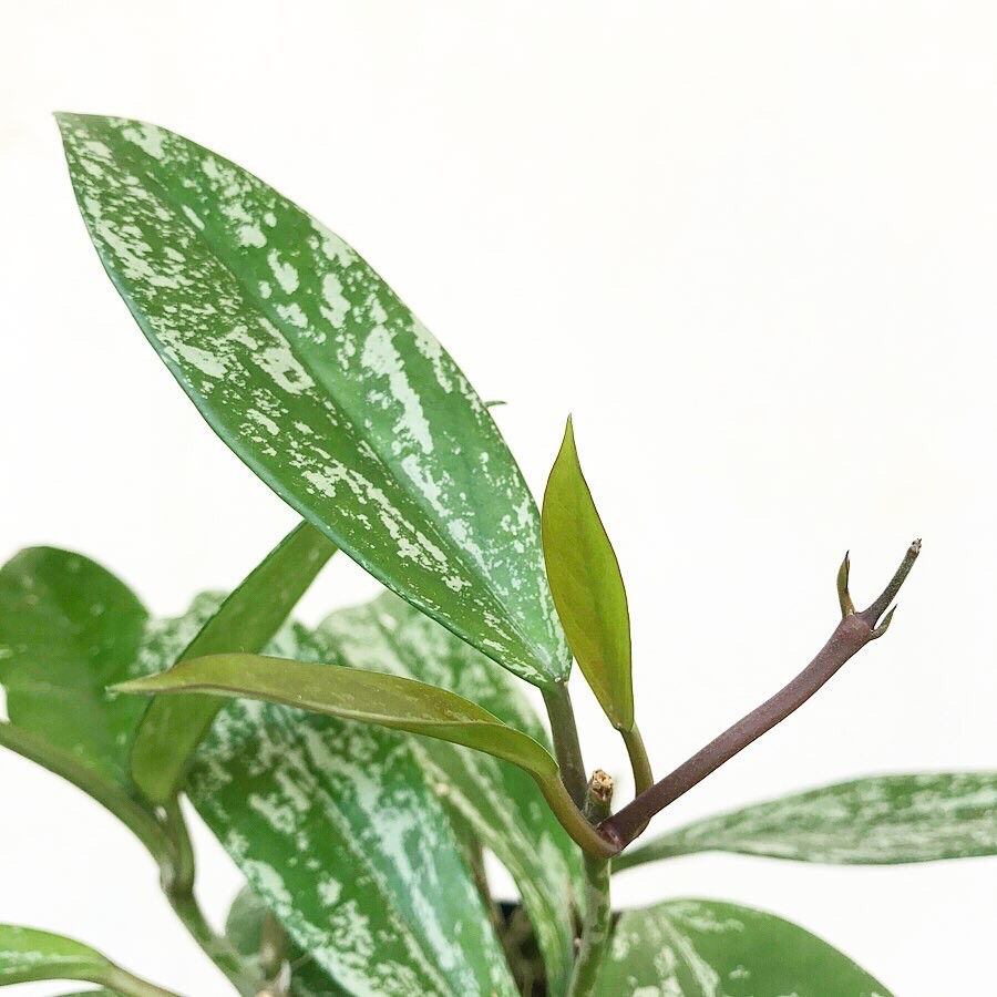Hoya Pubicalyx Hoya Pubicalyx