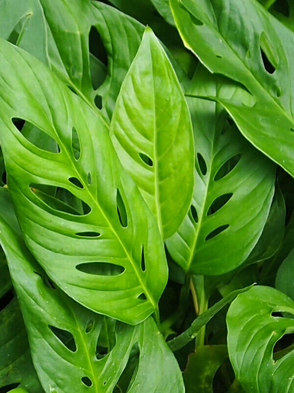 Monstera Adansonii Monstera Adansonii
