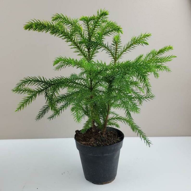Norfolk Island Pine Norfolk Island Pine