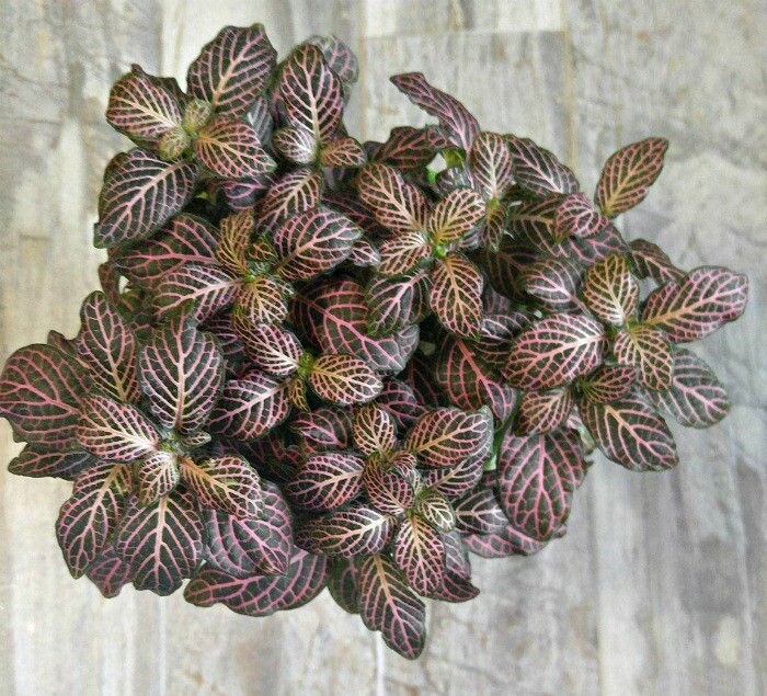 Pink Splash Fittonia Pink Splash Fittonia