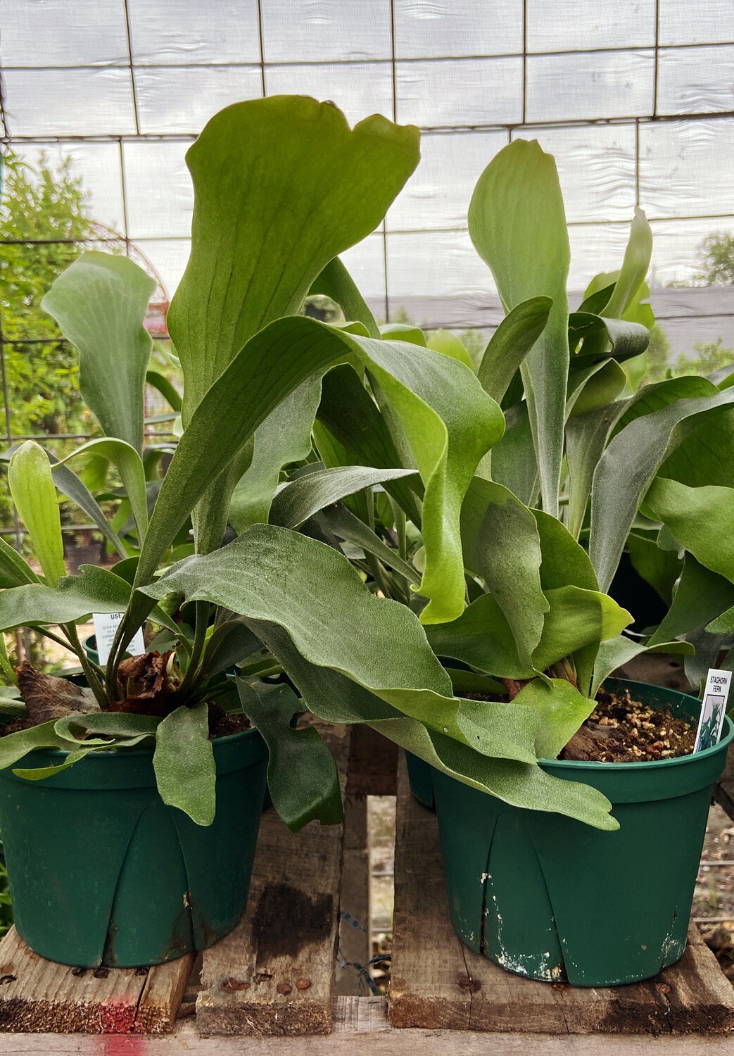 Staghorn Fern Staghorn Fern