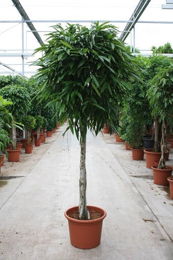 Ficus Alii Std. Ficus Alii Std.