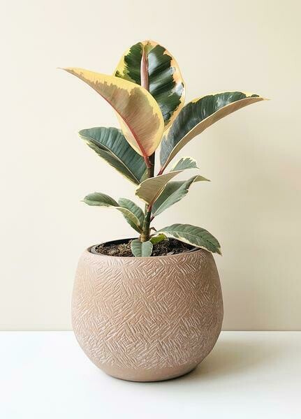 Ficus Tineke Ficus Tineke