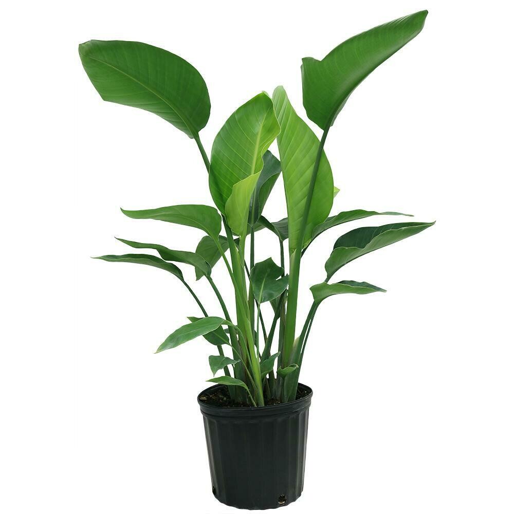 Bird of Paradise White Bird of Paradise White