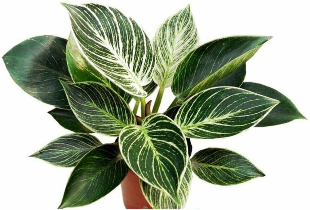Philodendron Birkin Philodendron Birkin