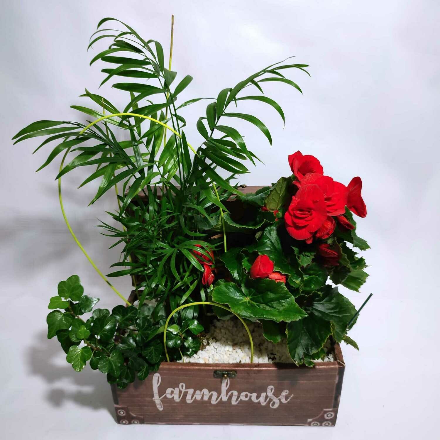 Cofre de Plantas