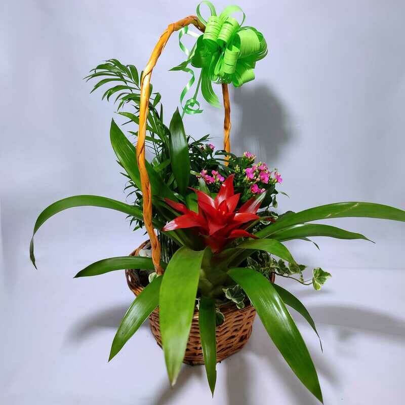 Cesta de Plantas Mimbre