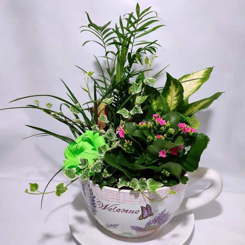 Taza Plantas Naturales
