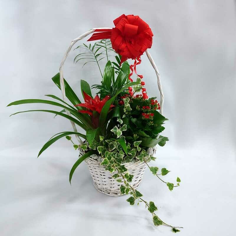 Cesta de Plantas Blanca