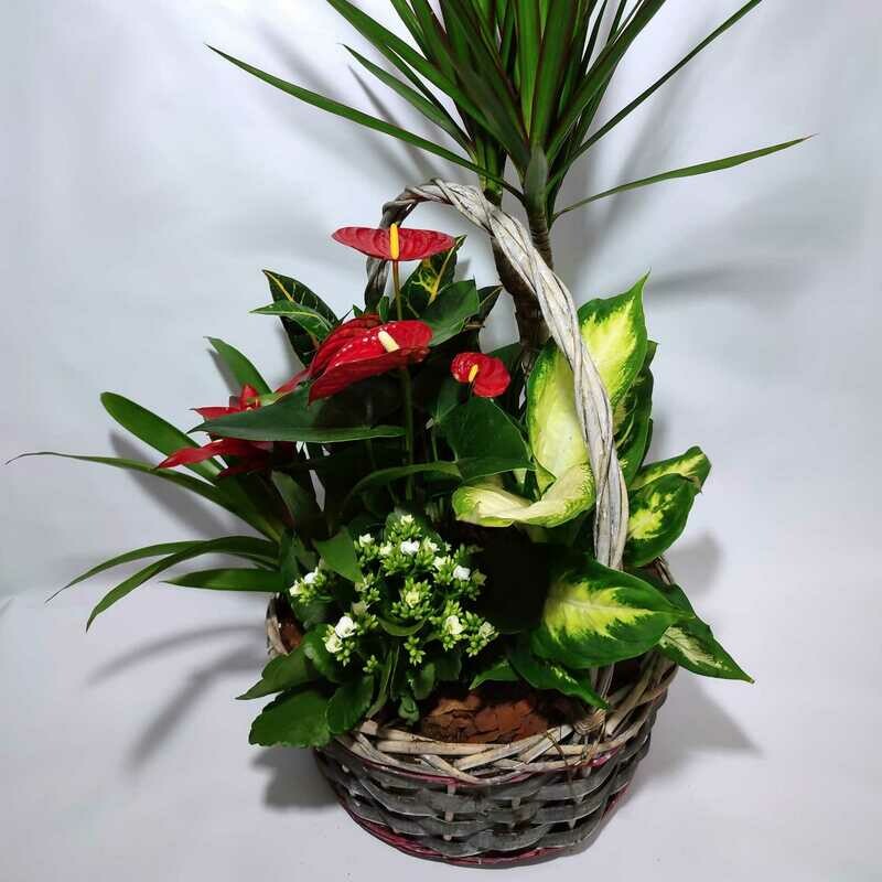 Cesta de Plantas Especial