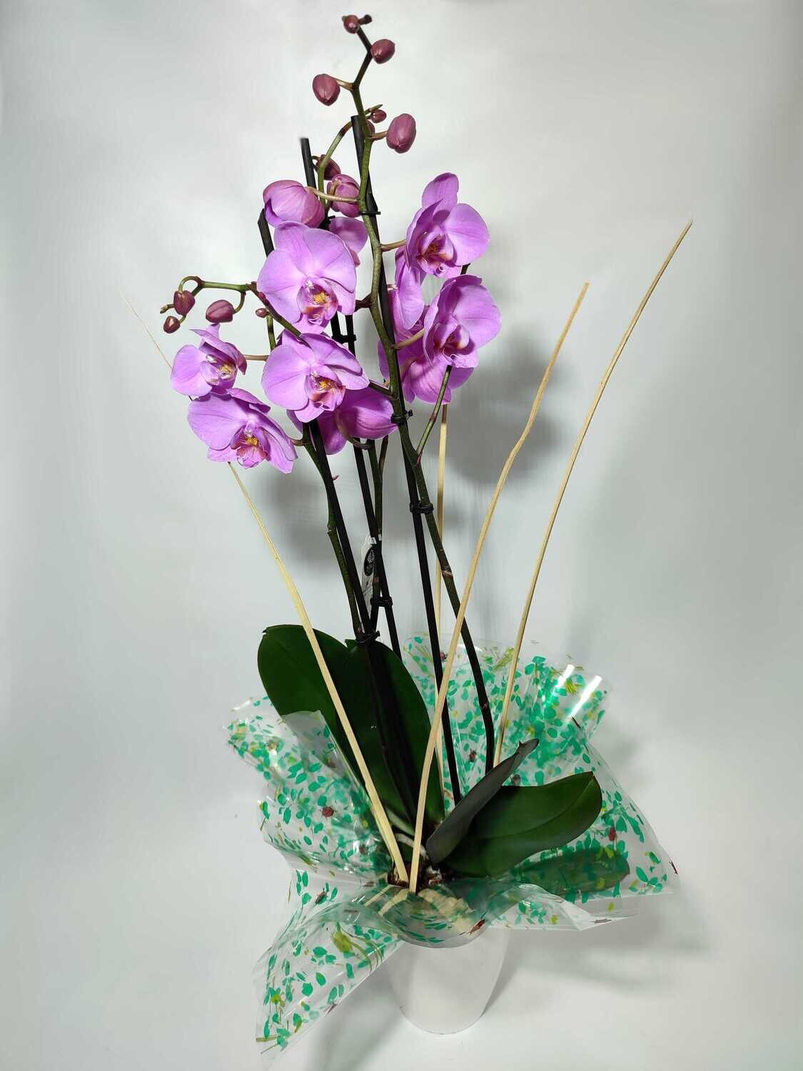 Orquidea Madrid