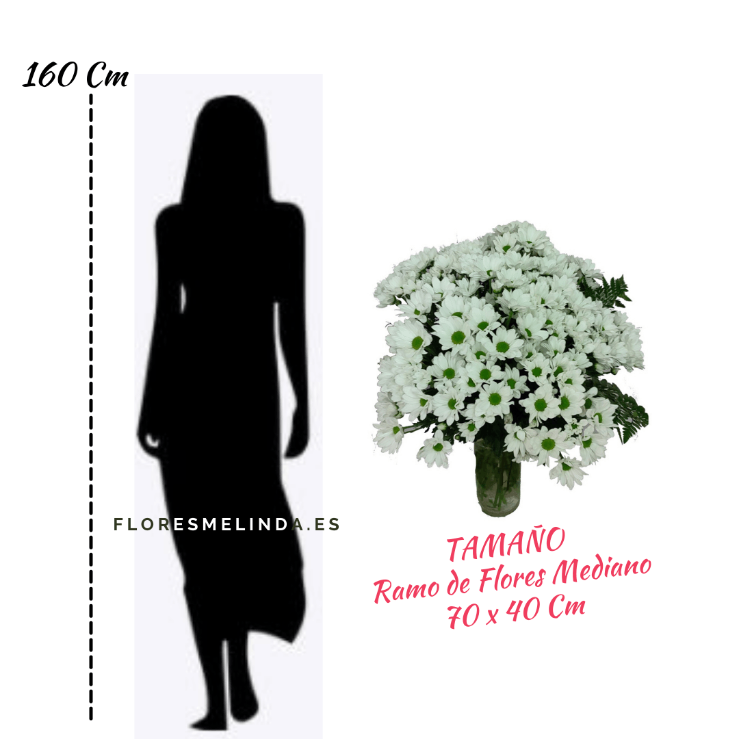 Ramo de Margaritas Blancas