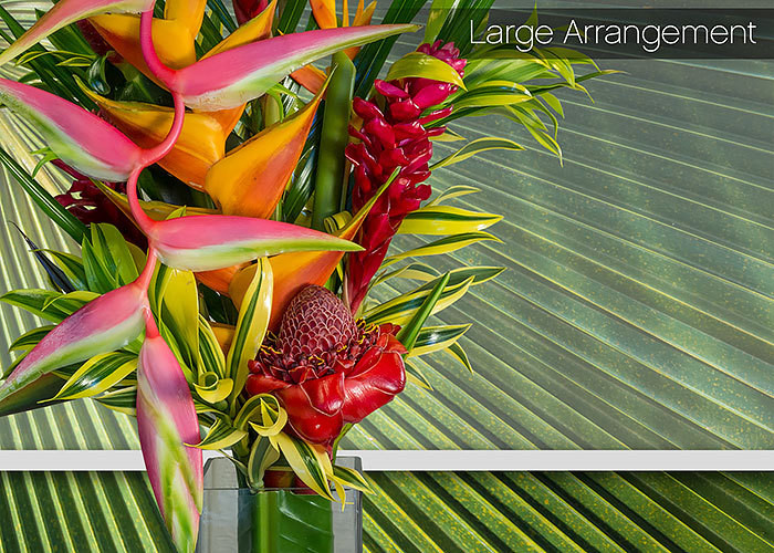 Large Tropical Arrangement