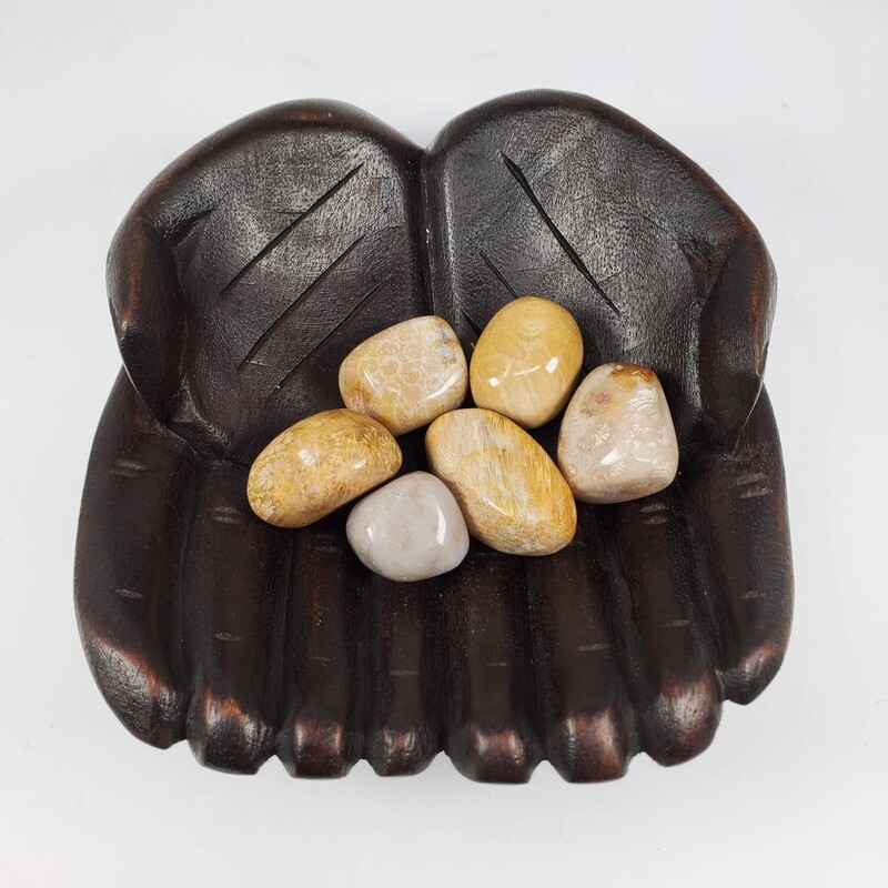 CORAL FOSSIL TUMBLED STONE