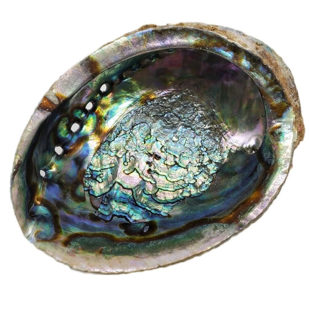 ABALONE SHELL BURNER 5-6&quot;