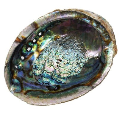 ABALONE SHELL BURNER 5-6&quot;