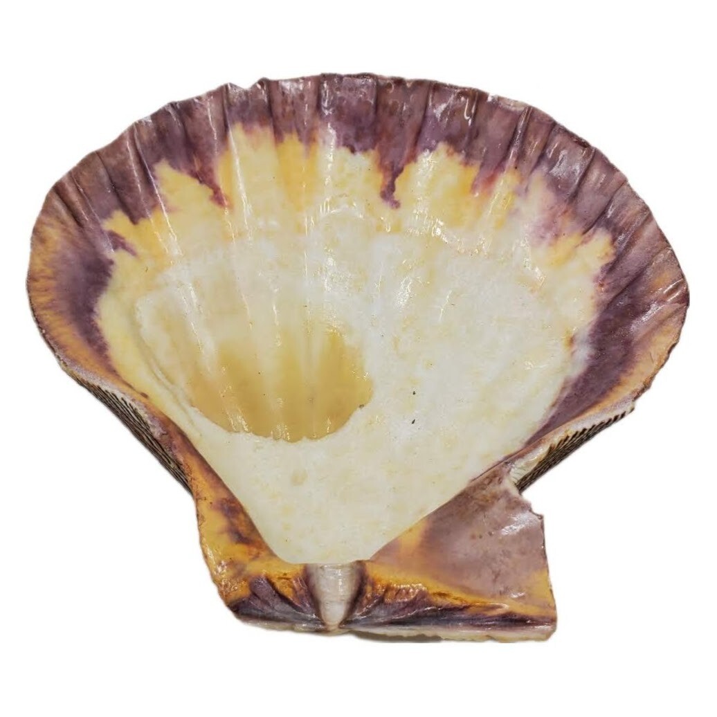 LION PAW SHELL BURNER