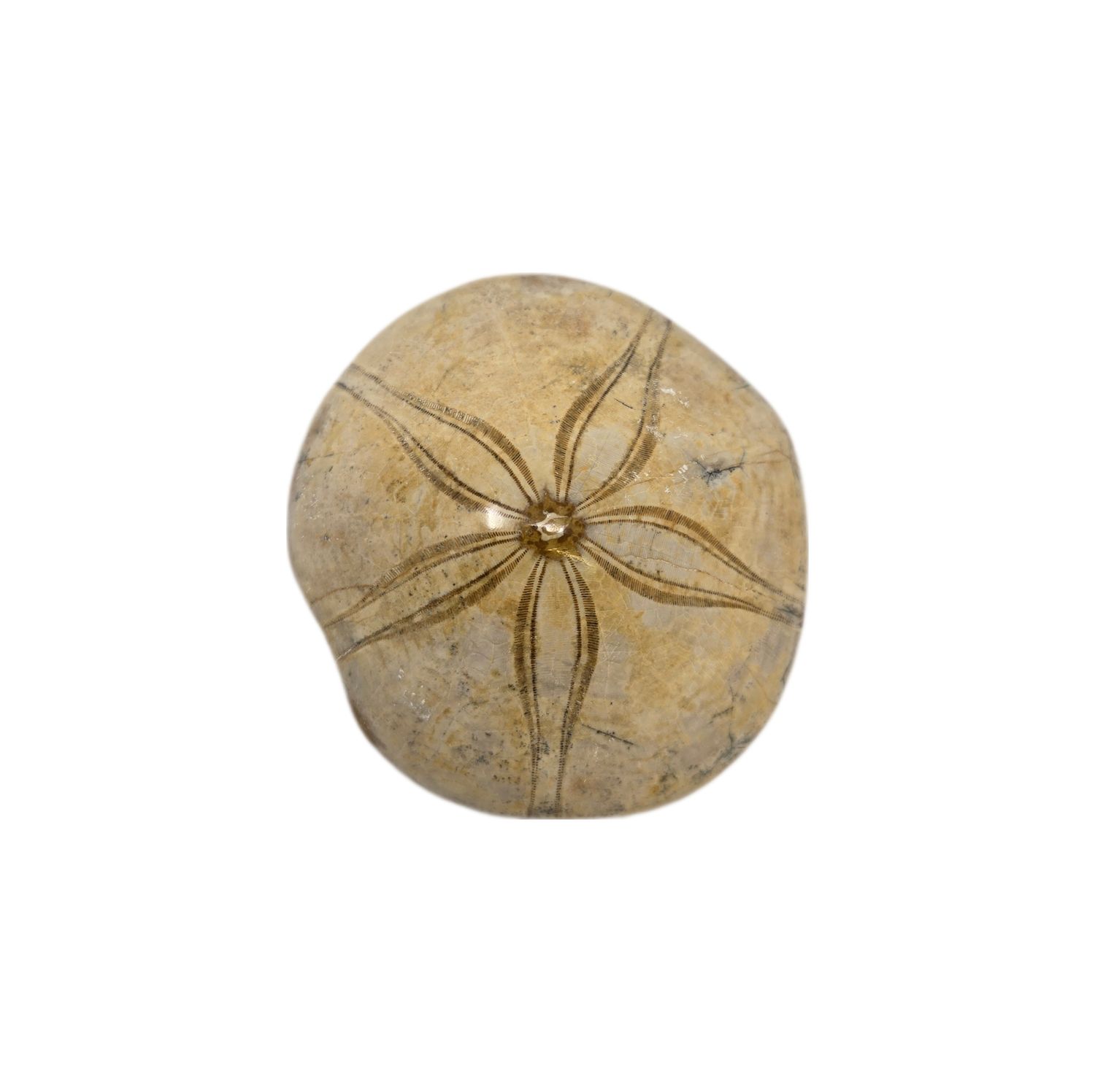 SAND DOLLAR FOSSIL