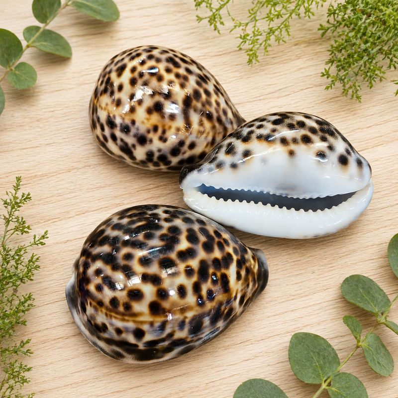 Large polished Tiger Cowrie shells on a light wooden table with greenery
