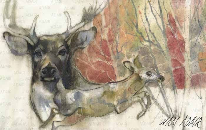 Animals Collection