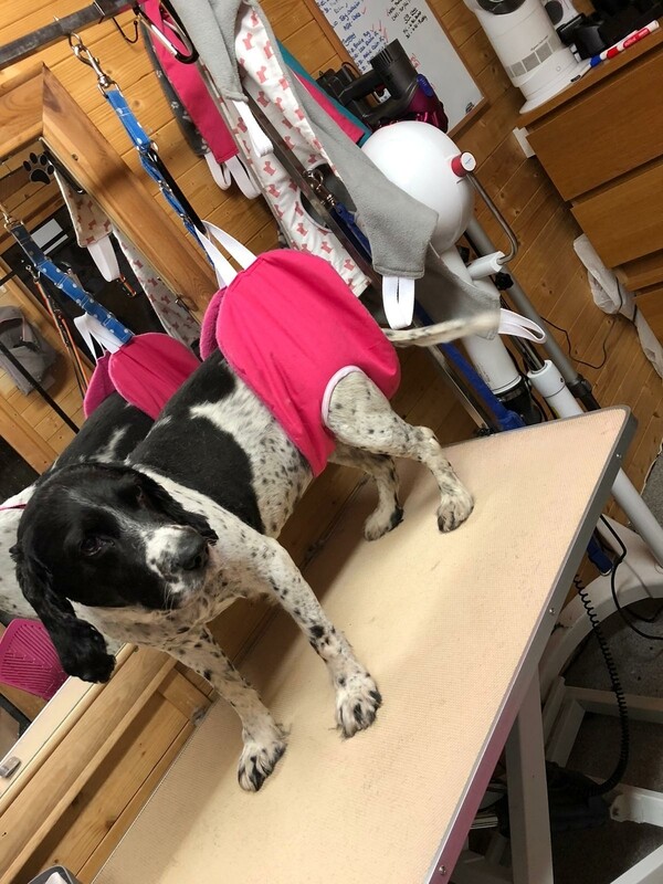 Hip support