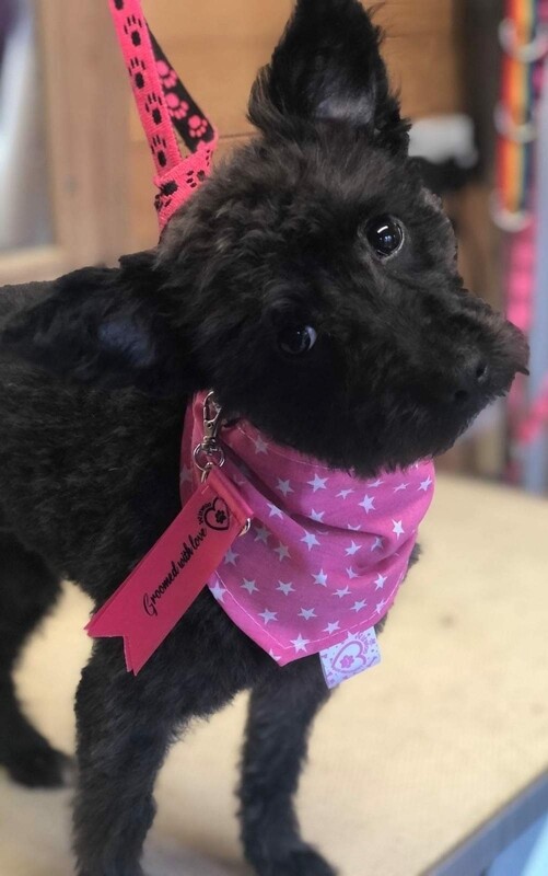 Dog groomers personalised ribbon clips 