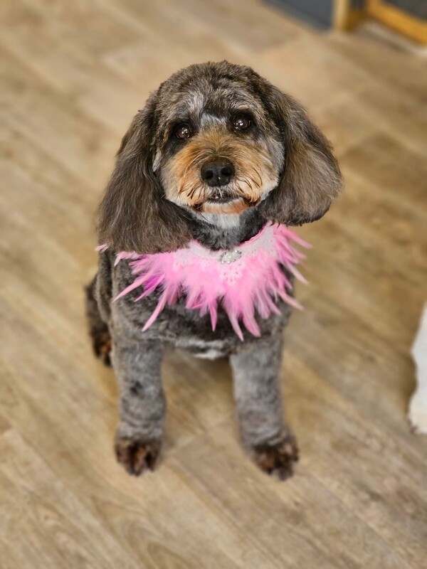 neck feathers (Asian style dog grooming)