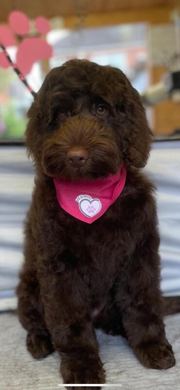 Dog groomers bandanas with full colour logos