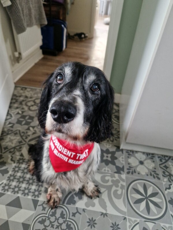  Personalised bandana, slide on collar. 