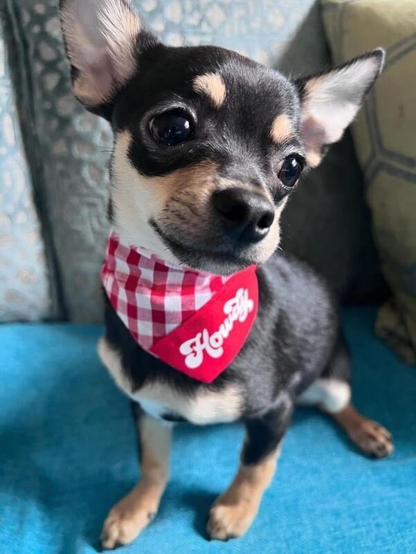 Howdy bandana, slide on collar.