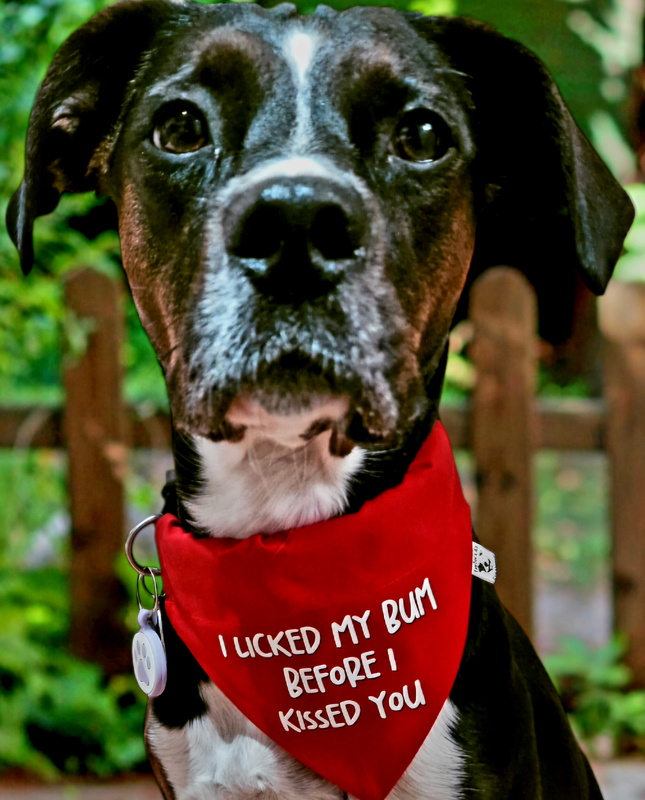 Funny dog bandanas, slide on collar