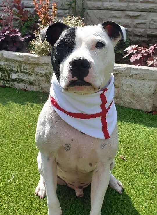 St George&#39;s cross, Devon and Cornwall, cream first, jam first. bandana, slide on collar.