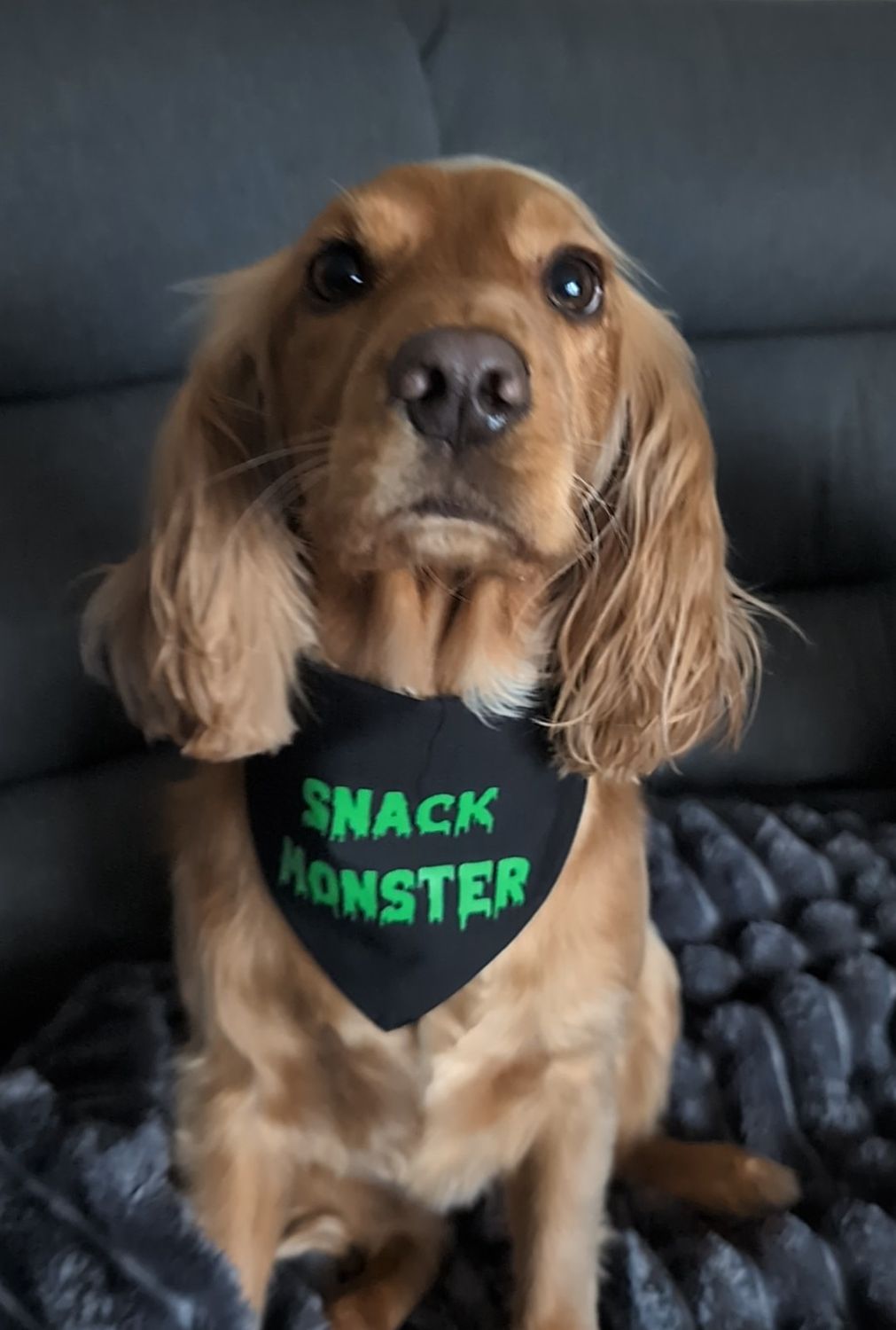 Halloween bandanas, tie on or slide on collar