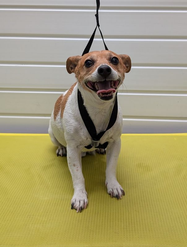 Table harness dog grooming restraint