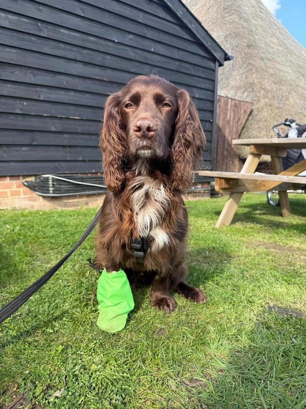 Paw protector sock, bandage cover, water resistant