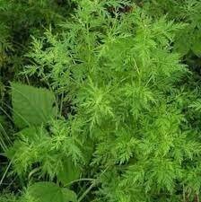 Artemisia Annua/Afra 2kg en vrac
