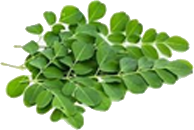 Feuille  entière de Moringa 50g