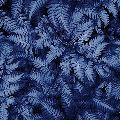 Patchworkstoff Patchworkstoff "Winter's Pearl Ferns Cobalt" mit Perlmut-Effekt, Farne, dunkelblau, 16,00 €/m