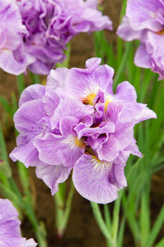 Iris Sibirica 'Pink Parfait' Pond Plant