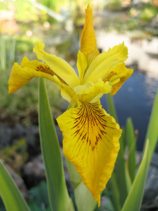 Variegated Yellow Flag Iris Pond Plant