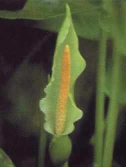 Arrow Arum Flower