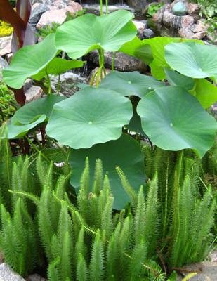 Mares Tail & Lotus