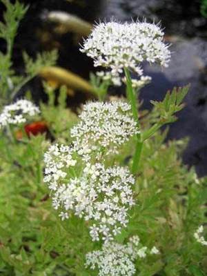 Variegated Water Celery Flower