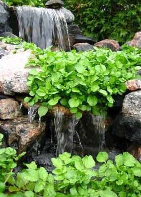 Water Cress in Waterfall