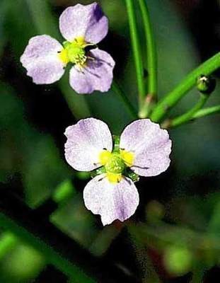 Water Plantain Flower