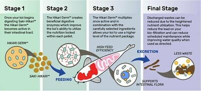 Saki-Hikari Growth Koi Food - 4.4 lb Med Pellet