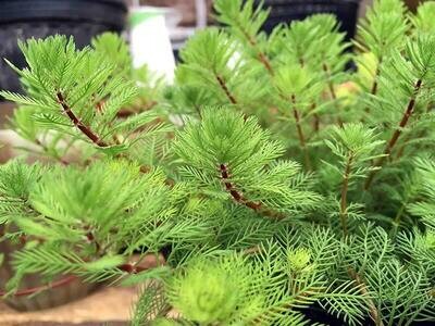 Dwarf Parrot's Feather Pond Plant